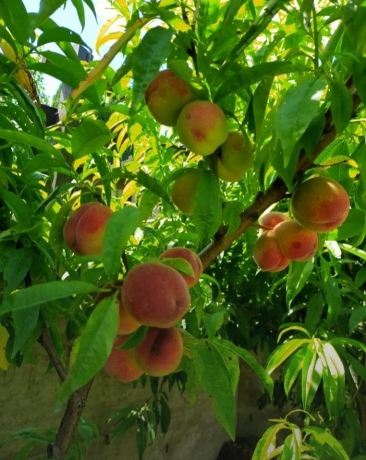 奥斯塔La Sarrolein Cir 0009别墅 外观 照片