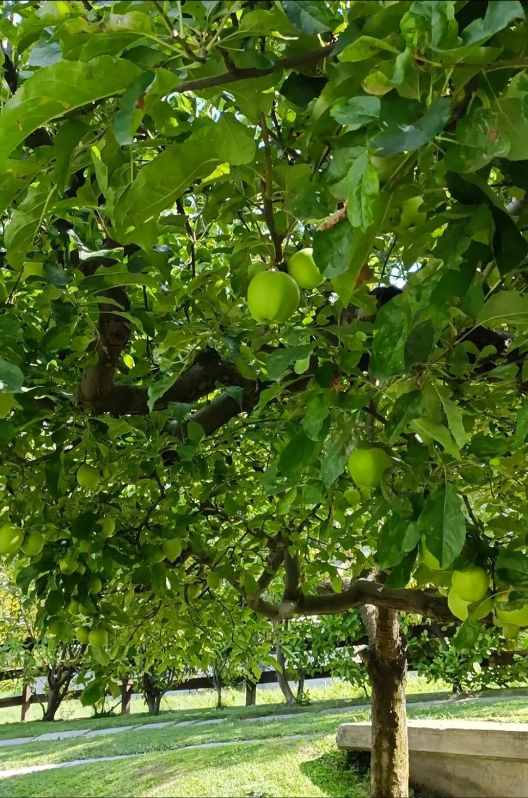 奥斯塔La Sarrolein Cir 0009别墅 外观 照片